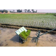 MANUAL PADDY TRANSPLANTER 4 ROWS