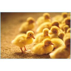 AUTOMATIC 3000 CAPACITY METAL BODY INCUBATOR