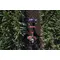 HUSQVARNA TF-545P PETROL POWER WEEDER 7HP