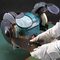 MAKITA GB602 BENCH GRINDER, 250W
