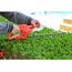 SINGLE PHASE ELECTRIC HEDGE TRIMMER 220V