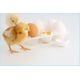 AUTOMATIC 3000 CAPACITY METAL BODY INCUBATOR