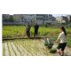 ADVANCE QUALITY TWO ROW RICE TRANSPLANTER